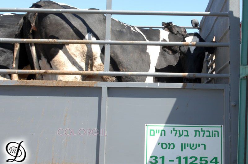 הרפת מצטמצמת, התושבים מקווים שתמשיך לפעול