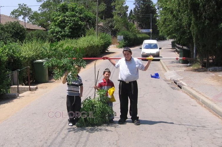 'תמונת היום'