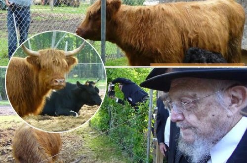 מה קרה לפרה האדומה שזכתה לתשומת לב בינלאומית?
