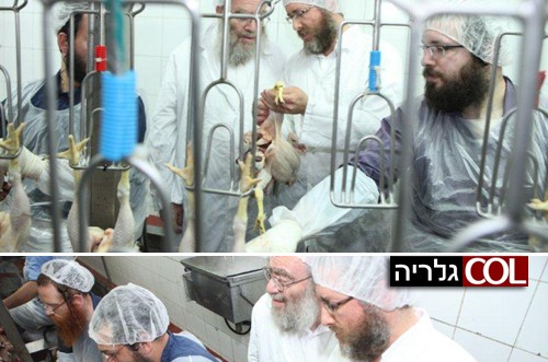הצצה למשחטה שהוזילה את מחירי העופות. צפו בתיעוד