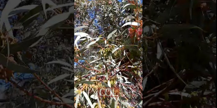 פריחת האקליפטוס