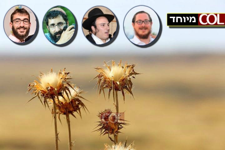 הצלמים החב