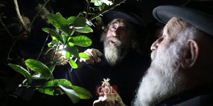 ברכת האילנות
