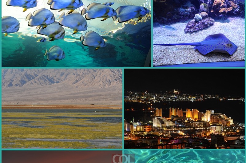 מָה רַבּוּ מַעֲשֶׂיך ה' כֻּלָּם בְּחָכְמָה עָשִׂיתָ: הכטמן מגיש גלריה מרעננת