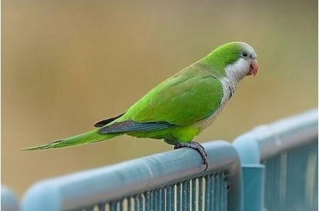 לחזור כמו תוכי: גט מתעכב בגלל אי הסכמה על תוכי
